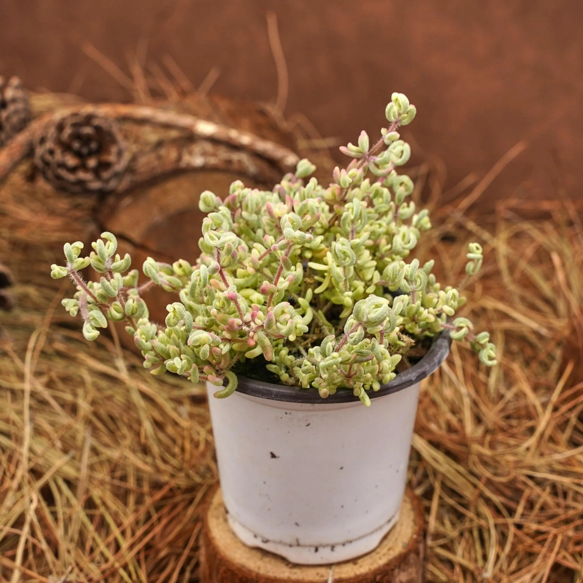 Dicrocaulon Ramulosum Flower seeds for Planting Cut Flower Favorite Heirloom & GMO Free Seeds for Home Garden