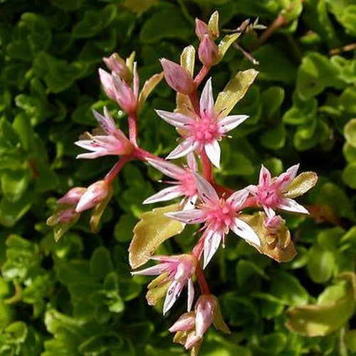 Premium Pink Sedum Stolon Flower seeds for Planting Garden Favorite, Heirloom & GMO Free Seeds for Home Garden seeds
