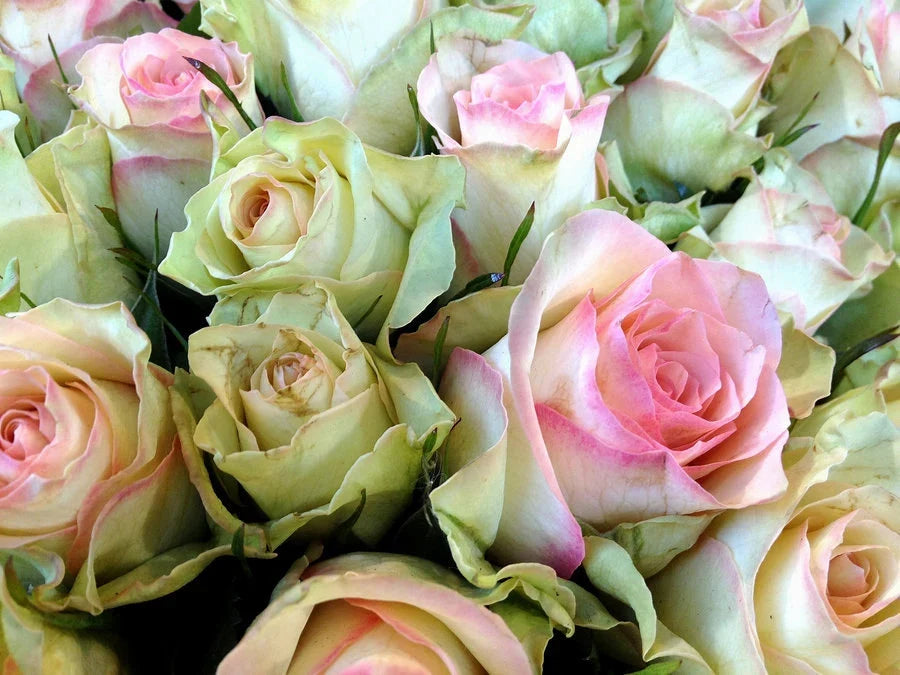 Green Pink Rose Heirloom Flower seeds for Planting Bright Blooms, Heirloom & GMO Free Seeds for Home Garden vegetable and garden seeds