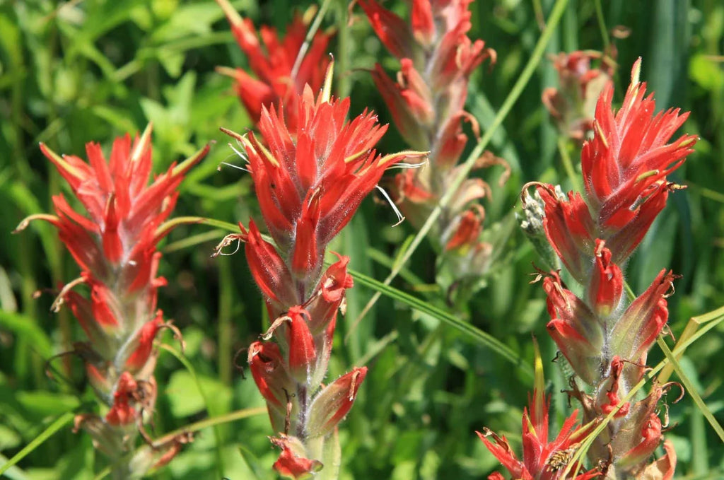 Premium Orange Castilleja Flower seeds for Planting Fragrant Blossoms, Heirloom & GMO Free Seeds for Home Garden seeds