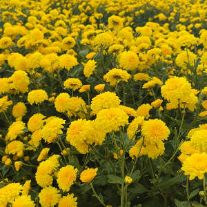 Yellow Chrysanthemum Flower seeds for Planting Pollinator Friendly, Heirloom & GMO Free Seeds for Home Garden vegetable and garden seeds