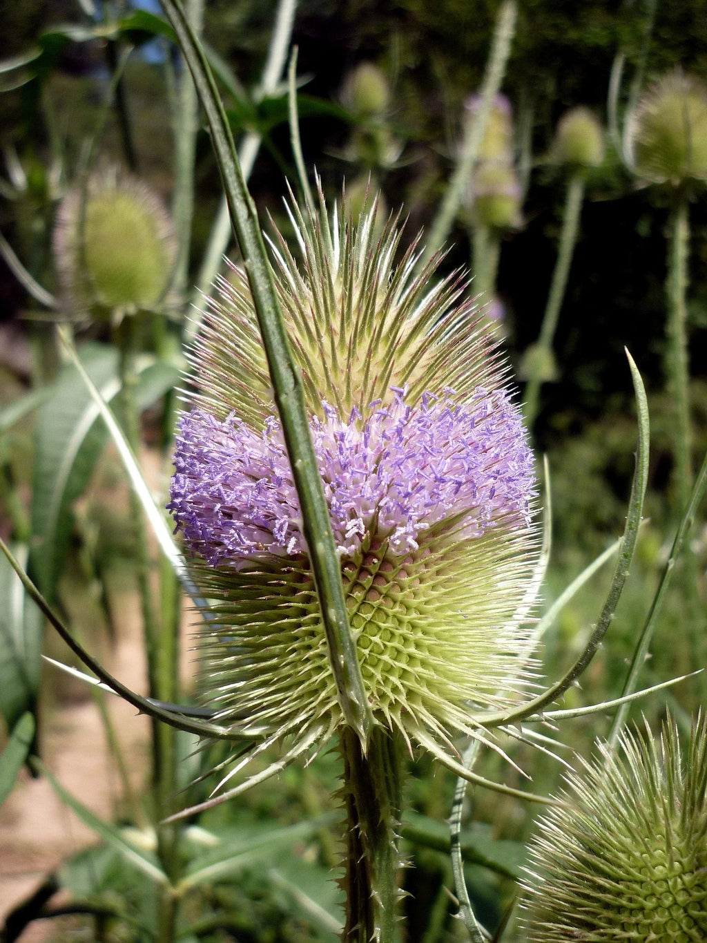 Premium Dipsacus Flower seeds for Planting Wildflower Mix, Heirloom & GMO Free Seeds for Home Garden seeds
