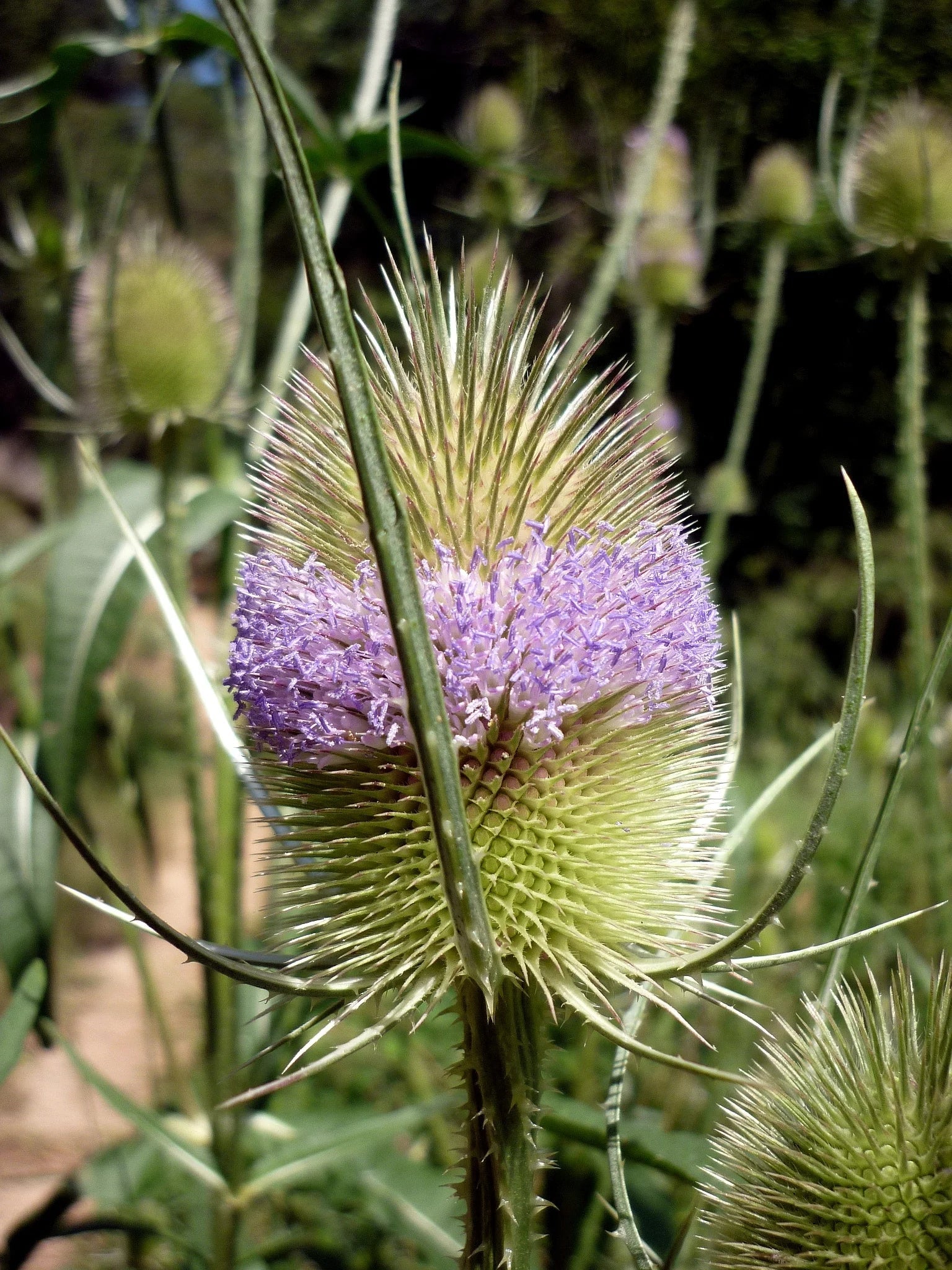 Premium Dipsacus Flower seeds for Planting Wildflower Mix, Heirloom & GMO Free Seeds for Home Garden seeds