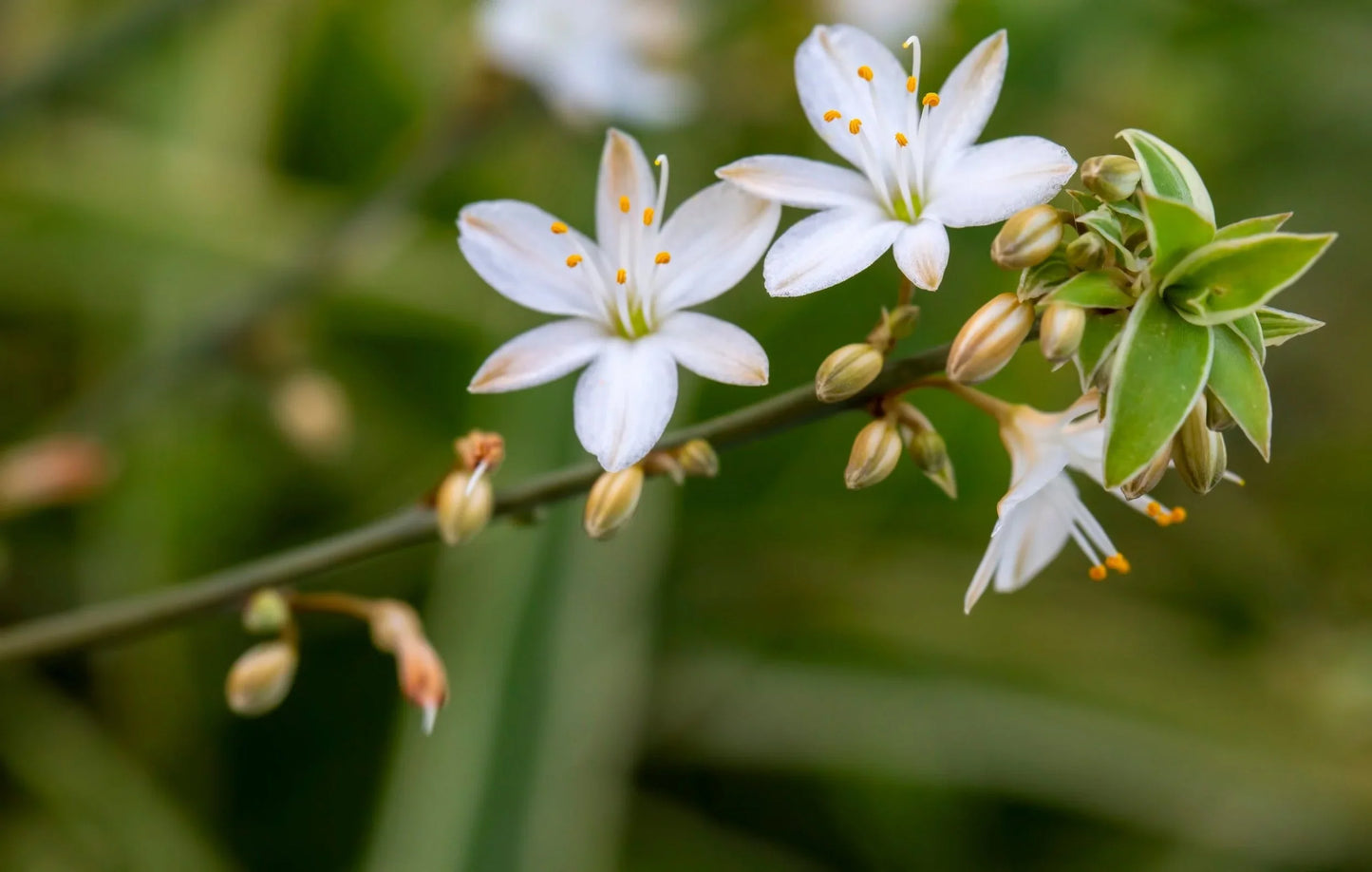Heirloom Chlorophytum Flower seeds for Planting Cut Flower Favorite Heirloom & GMO Free Seeds for Home Garden