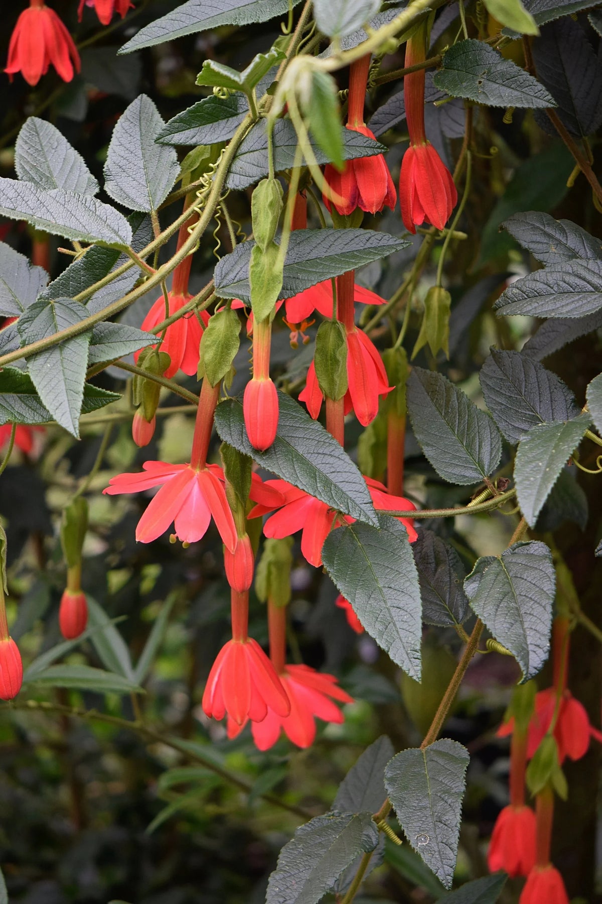Passiflora Parritae Flower seeds for Planting, Seasonal Bloomer Heirloom & GMO Free Seeds for Home Garden