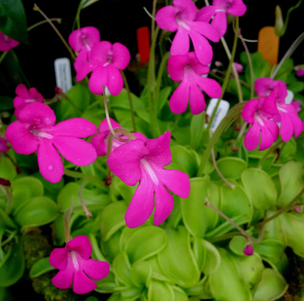 Mexican Butterwort Carnivorous Flower seeds for Planting - Hardy Variety, Heirloom & GMO Free Seeds for Home Garden