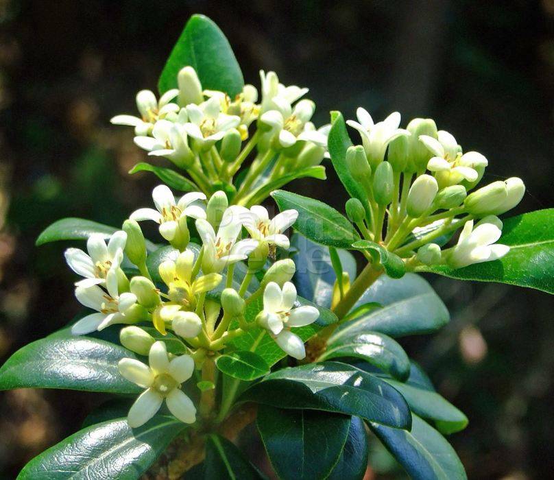 Premium Pittosporum Tobira Flower seeds for Planting Cut Flower Favorite, Heirloom & GMO Free Seeds for Home Garden seeds