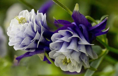 Tower Columbine Flower seeds for Planting, Perfect for Borders Heirloom & GMO Free Seeds for Home Garden