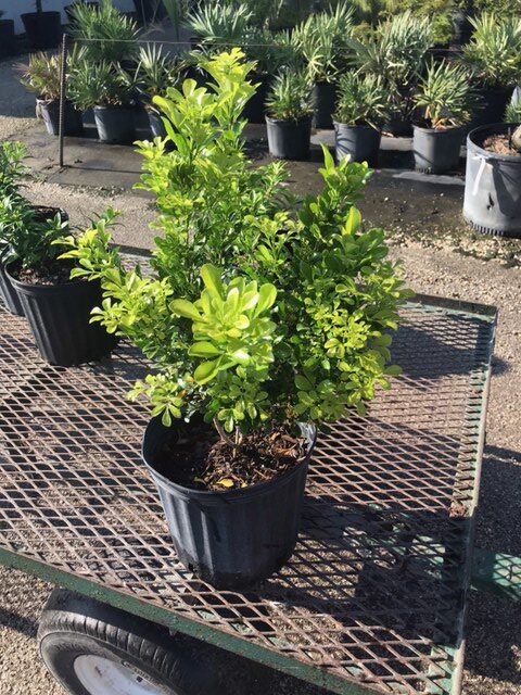 Bonsai Aglaia Odorata Seeds For Planting