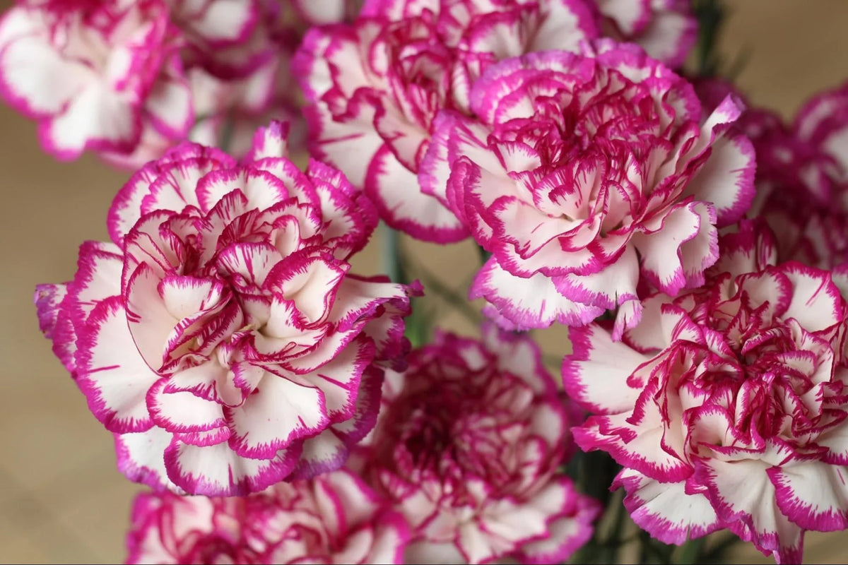 Carnation Flower seeds for Planting Garden Favorite Heirloom & GMO Free Seeds for Home Garden