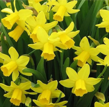 Heirloom Daffodil Narcissus Flower seeds for Planting Perfect for Borders Heirloom & GMO Free Seeds for Home Garden