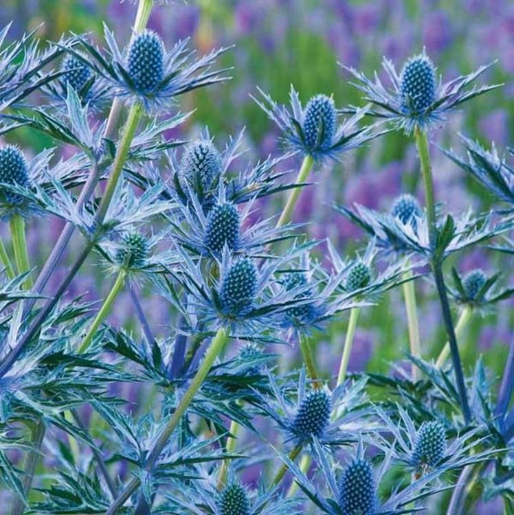 High quality Blue Holly Eryngium Flower seeds for Planting Long Bloom Season, Heirloom & GMO Free Seeds for Home Garden seeds pack