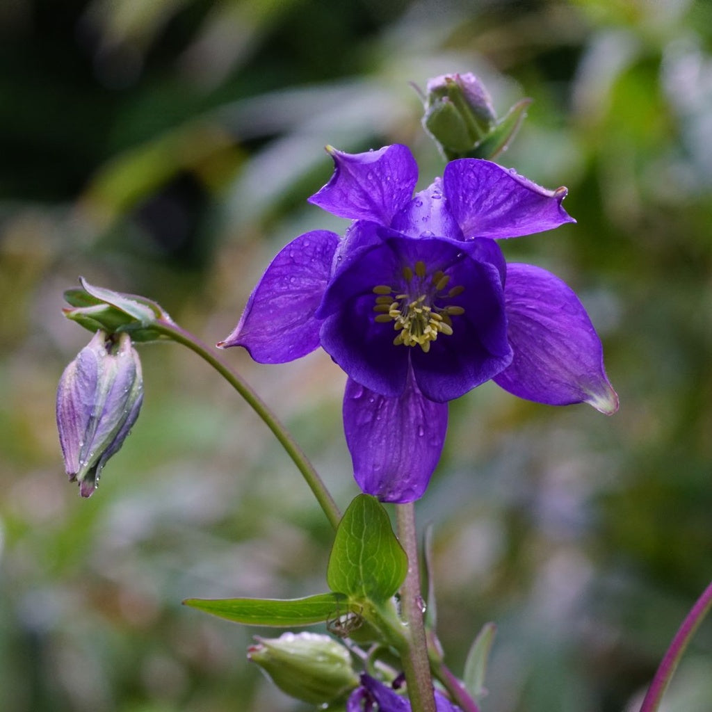 High quality Blue Aquilegia Flower seeds for Planting Compact Growth, Heirloom & GMO Free Seeds for Home Garden seeds pack