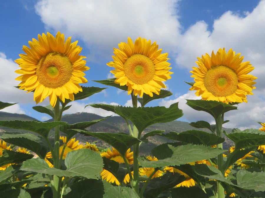 Sunrich (Sunrich Gold) seeds for planting in home garden