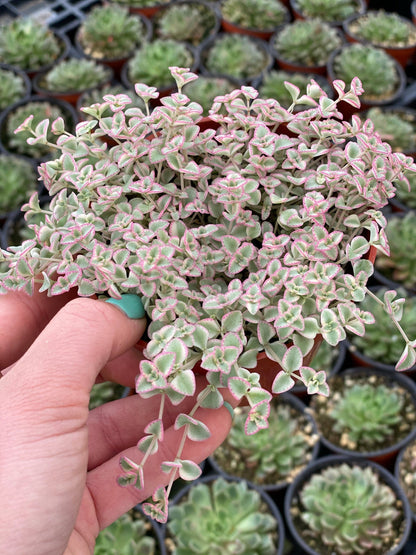 Little Missy Flower seeds for Planting Compact Growth Heirloom & GMO Free Seeds for Home Garden 
 
 Sale for planting in home garden