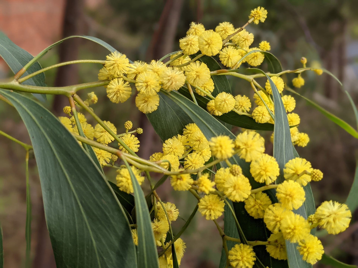 Yellow Wattle Flower Seeds Planting Bright
