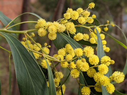 Yellow Wattle Flower Seeds Planting Bright