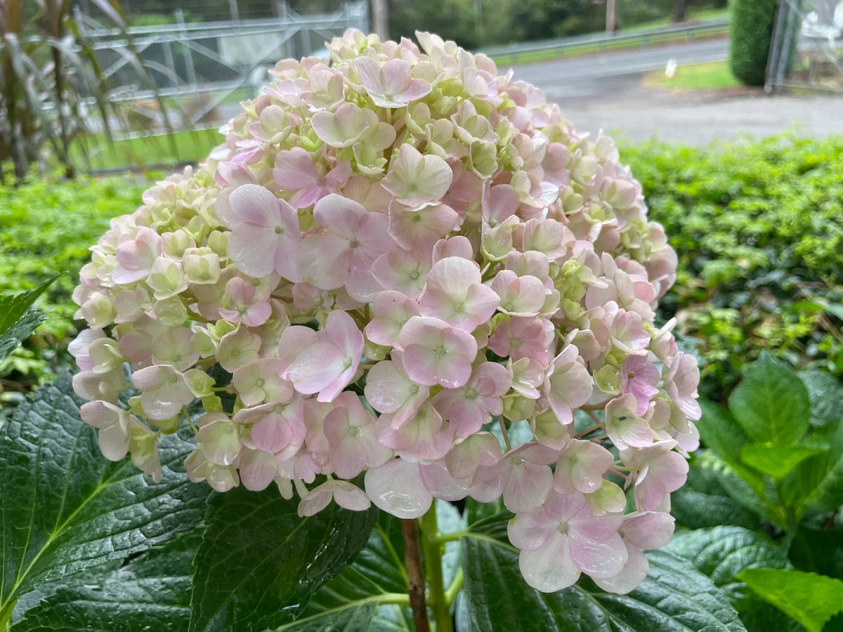 Premium White Pink Hydrangea Seeds Flower seeds for Planting Sun Loving, Heirloom & GMO Free Seeds for Home Garden seeds