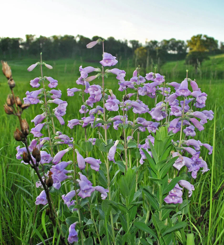 Penstemon Grandiflorus Flower seeds for Planting, Compact Growth Heirloom & GMO Free Seeds for Home Garden