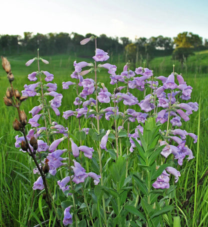 Penstemon Grandiflorus Flower seeds for Planting, Compact Growth Heirloom & GMO Free Seeds for Home Garden