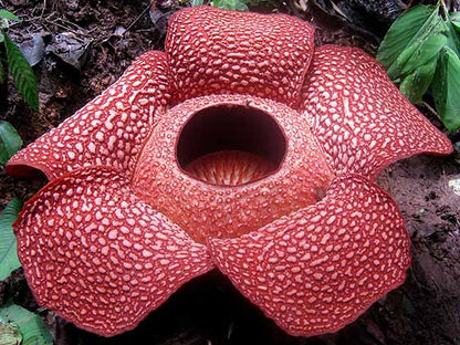 Smelliest Flower seeds for Planting Wildflower Mix Heirloom & GMO Free Seeds for Home Garden