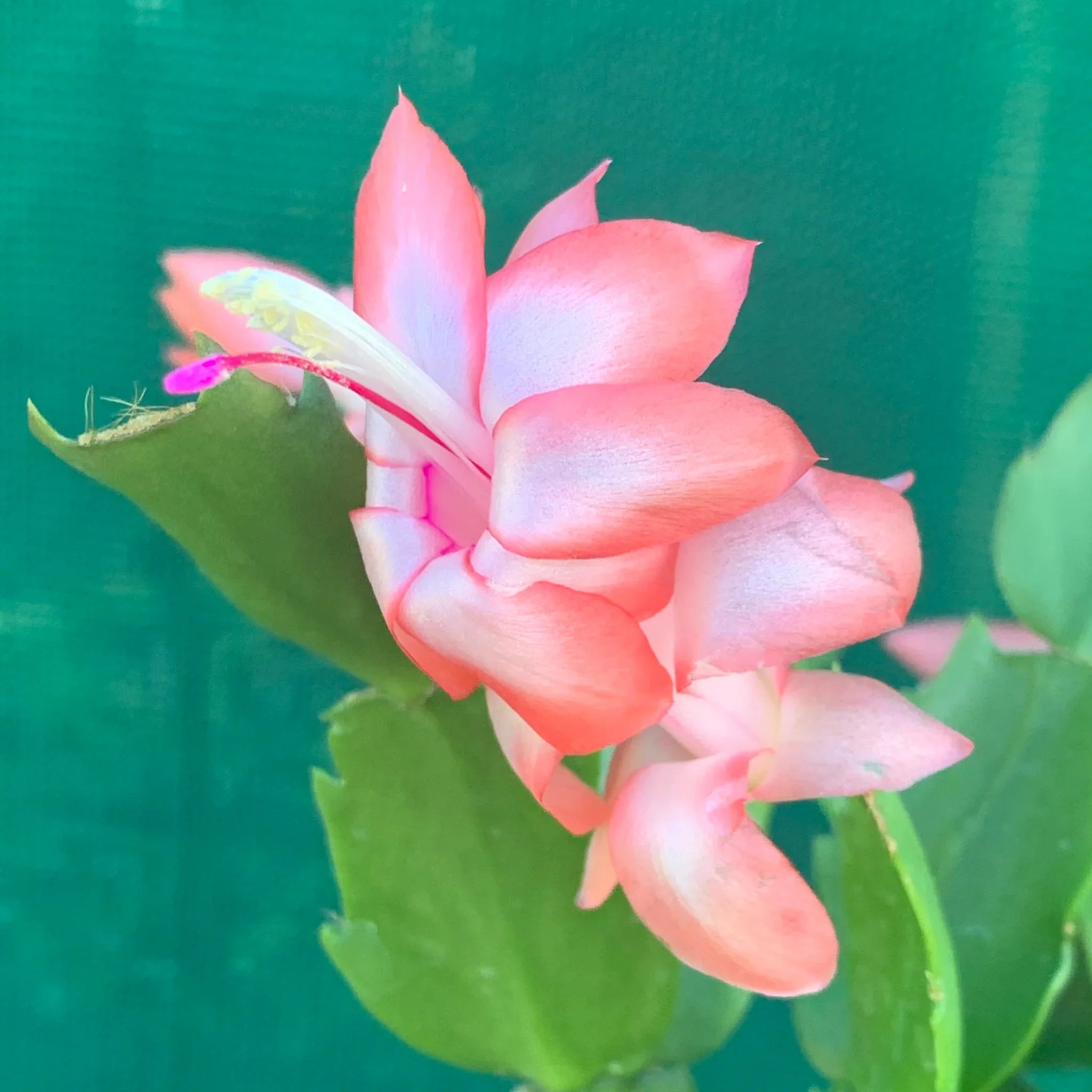Premium Schlumbergera Peach Flower seeds for Planting Shade Tolerant, Heirloom & GMO Free Seeds for Home Garden seeds