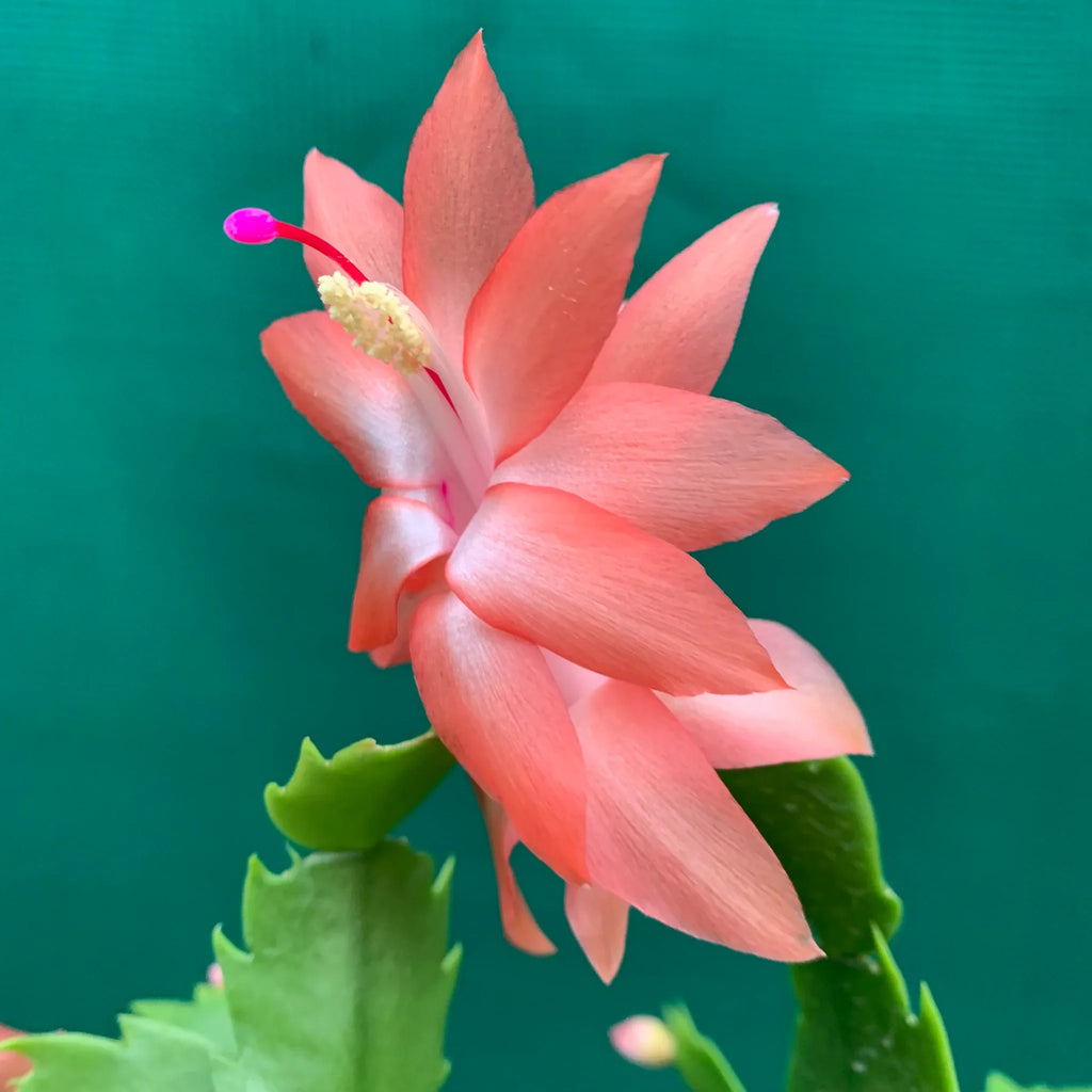 Premium Peach Zygocactus Truncatus Flower seeds for Planting Easy to Grow, Heirloom & GMO Free Seeds for Home Garden seeds