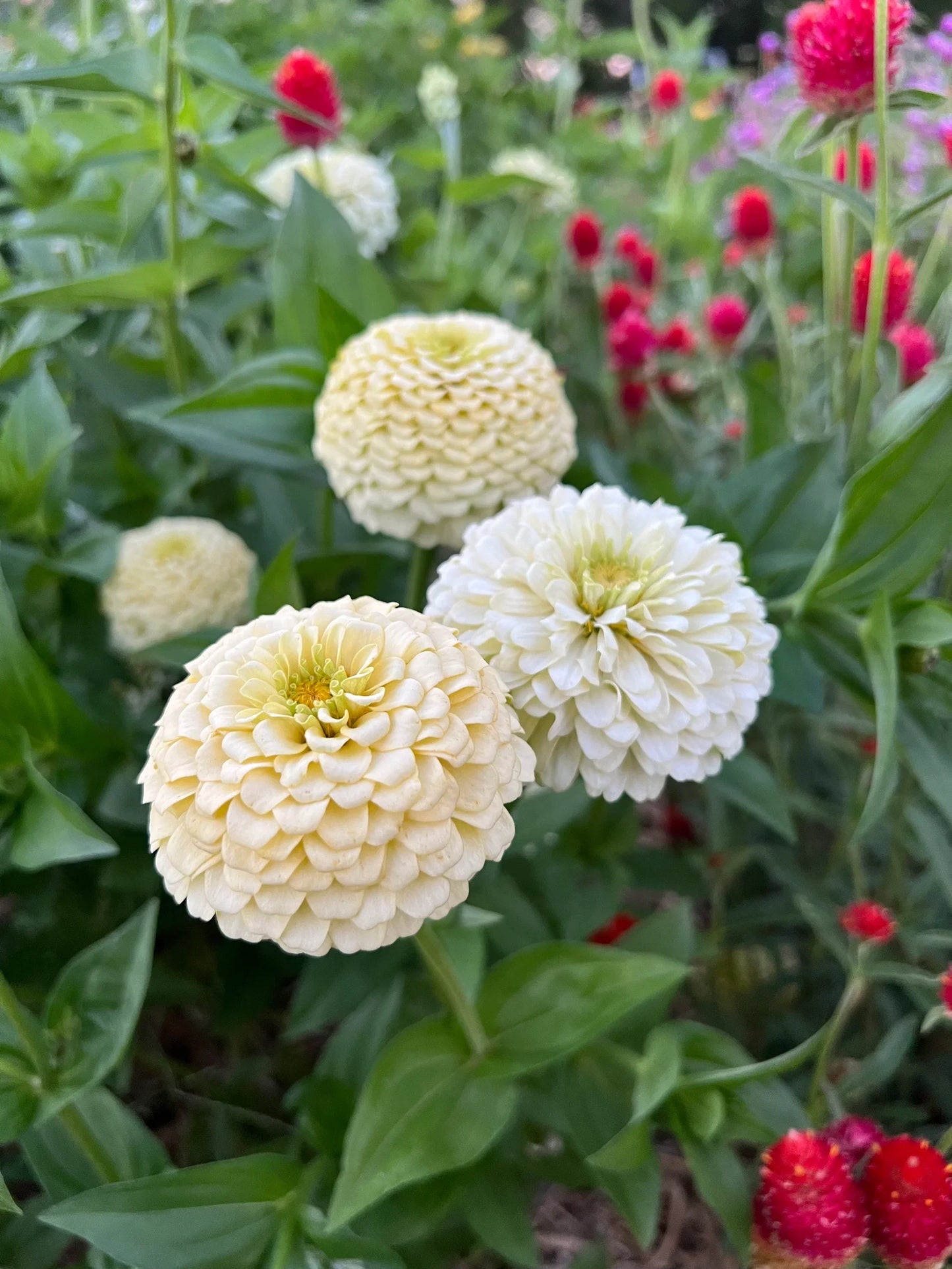 Zinnia Oklahoma Double Bloom Flower seeds for Planting Drought Tolerant Heirloom & GMO Free Seeds for Home Garden