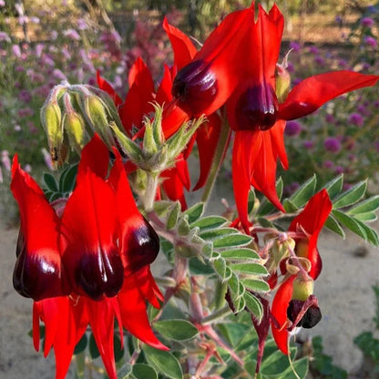 Swainsona Flower seeds for Planting Fragrant Blossoms Heirloom & GMO Free Seeds for Home Garden