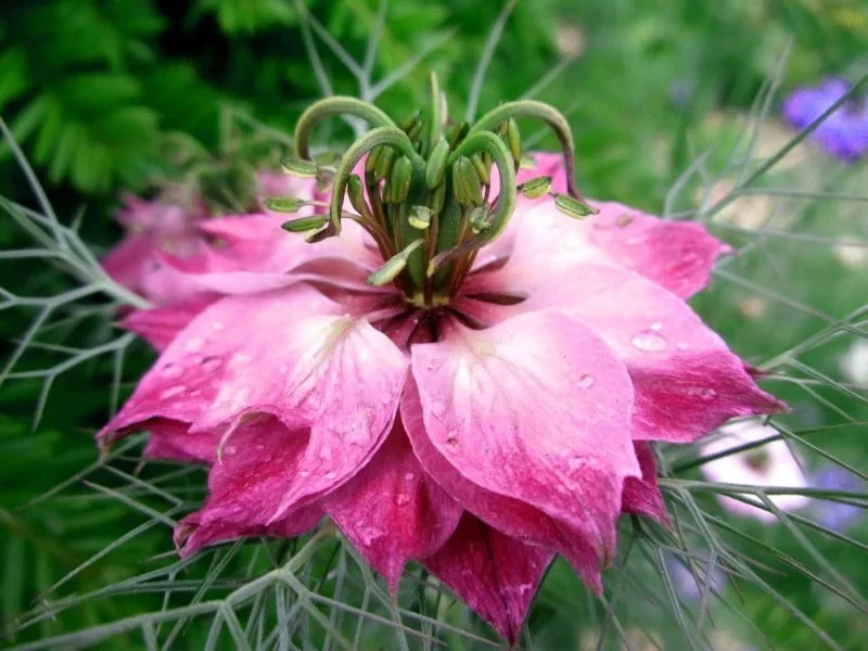 Premium Nigella Persian Flower seeds for Planting Wildflower Mix, Heirloom & GMO Free Seeds for Home Garden seeds