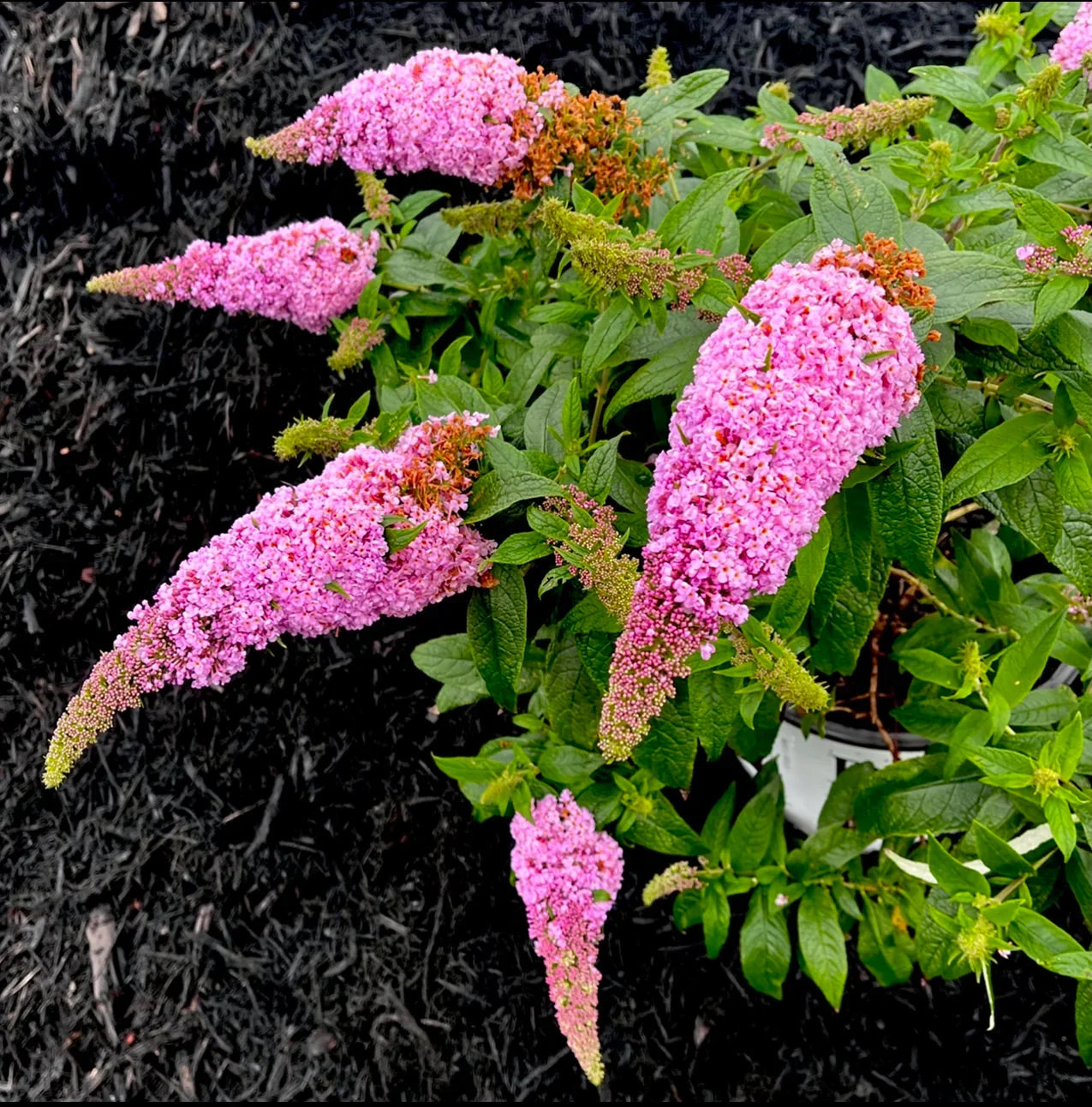 High quality Pink Buddleia Butterfly Bush Flower seeds for Planting Cottage Garden Essential, Heirloom & GMO Free Seeds for Home Garden seeds pack