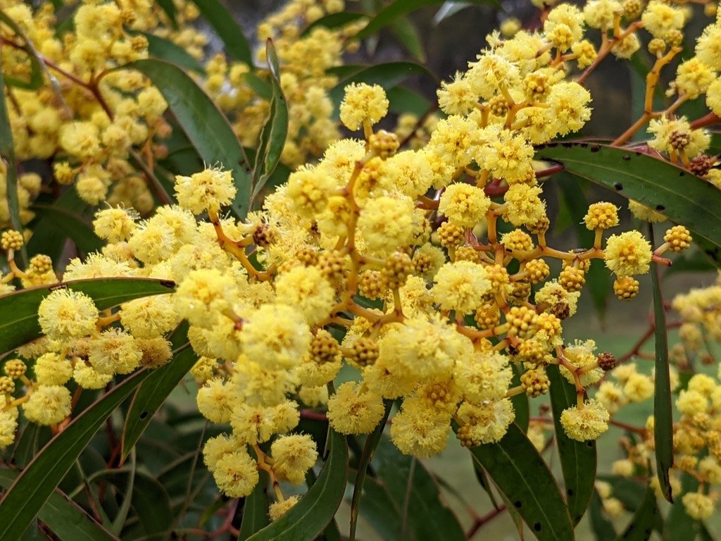 Yellow Wattle Flower Seeds Planting Bright