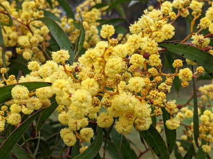 Yellow Wattle Flower Seeds Planting Bright