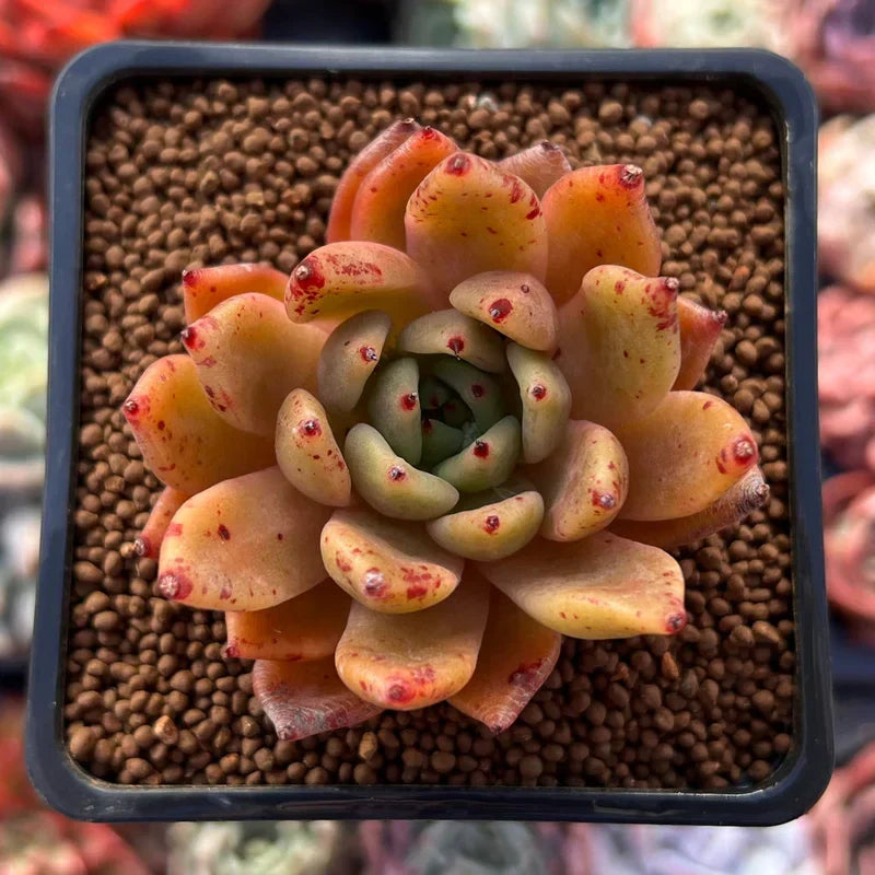 Echeveria Purpusorum Light Green Seeds - Perfect For Planting Herb