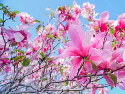 Magnolia Liliiflora Flower seeds for Planting, Drought Tolerant Heirloom & GMO Free Seeds for Home Garden