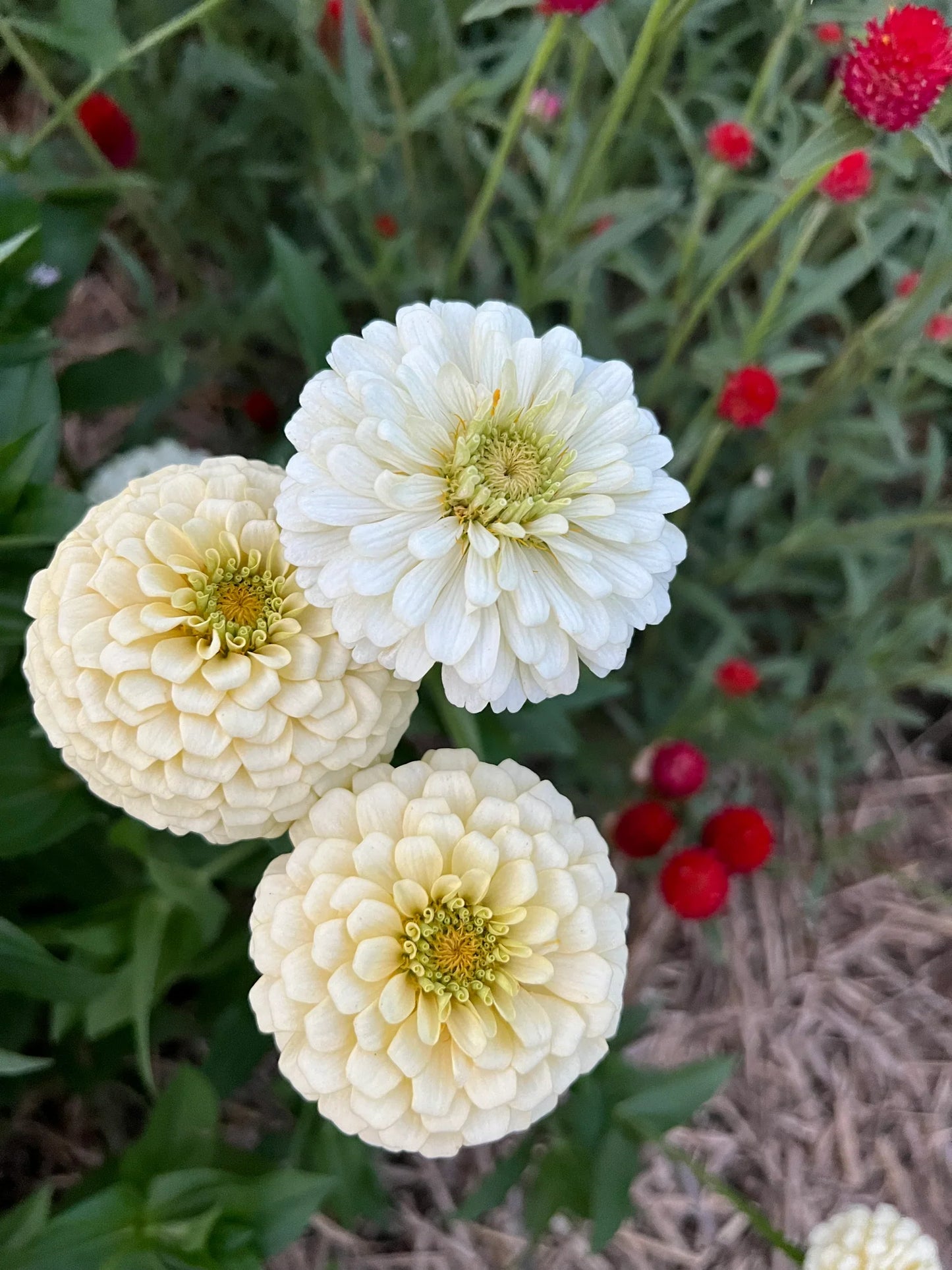 Heirloom Magellan Ivory Zinnia Flower seeds for Planting Long Bloom Season Heirloom & GMO Free Seeds for Home Garden