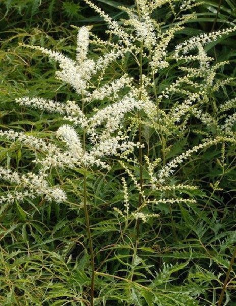 Premium White Sumac Flower seeds for Planting Drought Tolerant, Heirloom & GMO Free Seeds for Home Garden seeds