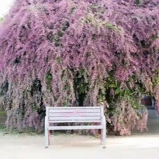 Shower Orchid or Wooly Congea or Congea Tomentosa Flower seeds for Planting Sun Loving, Heirloom & GMO Free Seeds for Home Garden vegetable and garden seeds