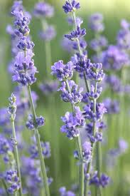 Munstead Lavender (Lavandula angustifolia Munstead) Blue English Fragrant Purple Flower Herb Seeds