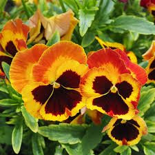 Premium Orange Violet Pansy Flower seeds for Planting Compact Growth, Heirloom & GMO Free Seeds for Home Garden seeds