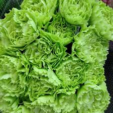 Carnation Dianthus Caryophyllu Flower seeds for Planting Fragrant Blossoms Heirloom & GMO Free Seeds for Home Garden