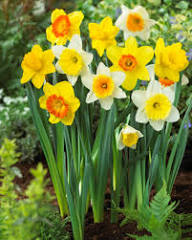 Blue Yellow Daffodils Flower seeds for Planting Premium Quality, Heirloom & GMO Free Seeds for Home Garden vegetable and garden seeds