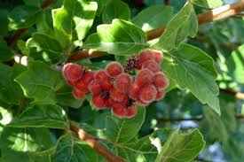 High quality Red Rhus Aromatica Flower seeds for Planting Cottage Garden Essential, Heirloom & GMO Free Seeds for Home Garden seeds pack