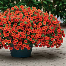 Premium Orange Calibrachoa Flower seeds for Planting Hardy Variety, Heirloom & GMO Free Seeds for Home Garden seeds