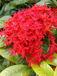 Coccinea Flower seeds for Planting Low Maintenance, Heirloom & GMO Free Seeds for Home Garden vegetable and garden seeds