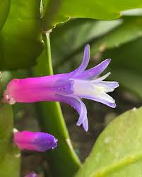 High quality Violet Zygocactus Truncatus Flower seeds for Planting Compact Growth, Heirloom & GMO Free Seeds for Home Garden seeds pack