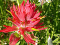 Red Castilleja Flower seeds for Planting Shade Tolerant, Heirloom & GMO Free Seeds for Home Garden seeds for planting
