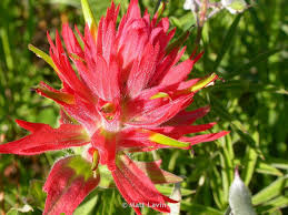 Red Castilleja Flower seeds for Planting Shade Tolerant, Heirloom & GMO Free Seeds for Home Garden seeds for planting