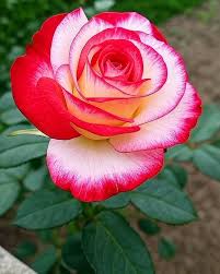 Red & Light Pink Rose Seeds for Planting, Heirloom Non-GMO Flowers for Home Garden