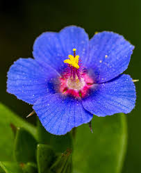 Blue Pimpernel Anagallis Flower seeds for Planting Wildflower Mix, Heirloom & GMO Free Seeds for Home Garden vegetable and garden seeds
